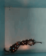 _images/example1.png